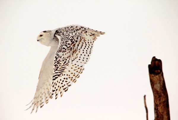 Snowy Owl In Flight by Deb Oppermann